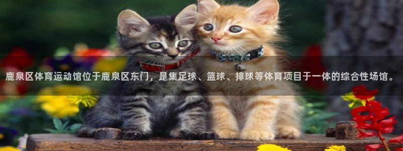鹿泉区体育运动馆位于鹿泉区东门，是集足球、篮球、排球等体育项目于一体的综合性场馆。